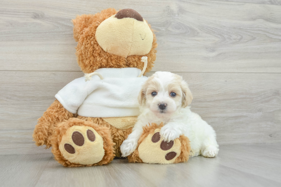 Maltipoo Puppy for Adoption