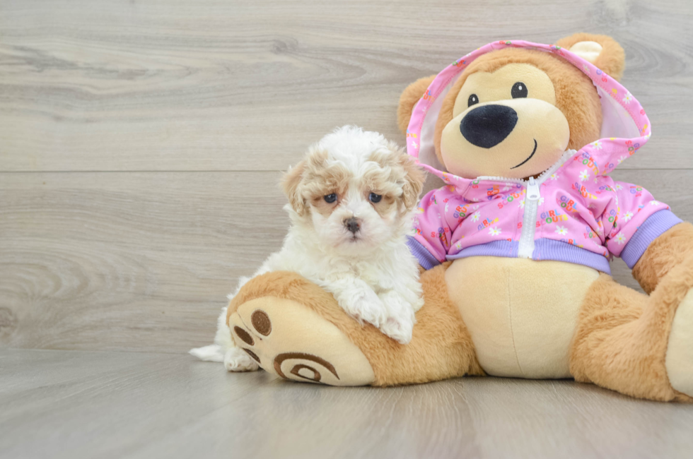 6 week old Maltipoo Puppy For Sale - Florida Fur Babies