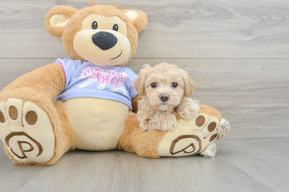 6 week old Maltipoo Puppy For Sale - Florida Fur Babies