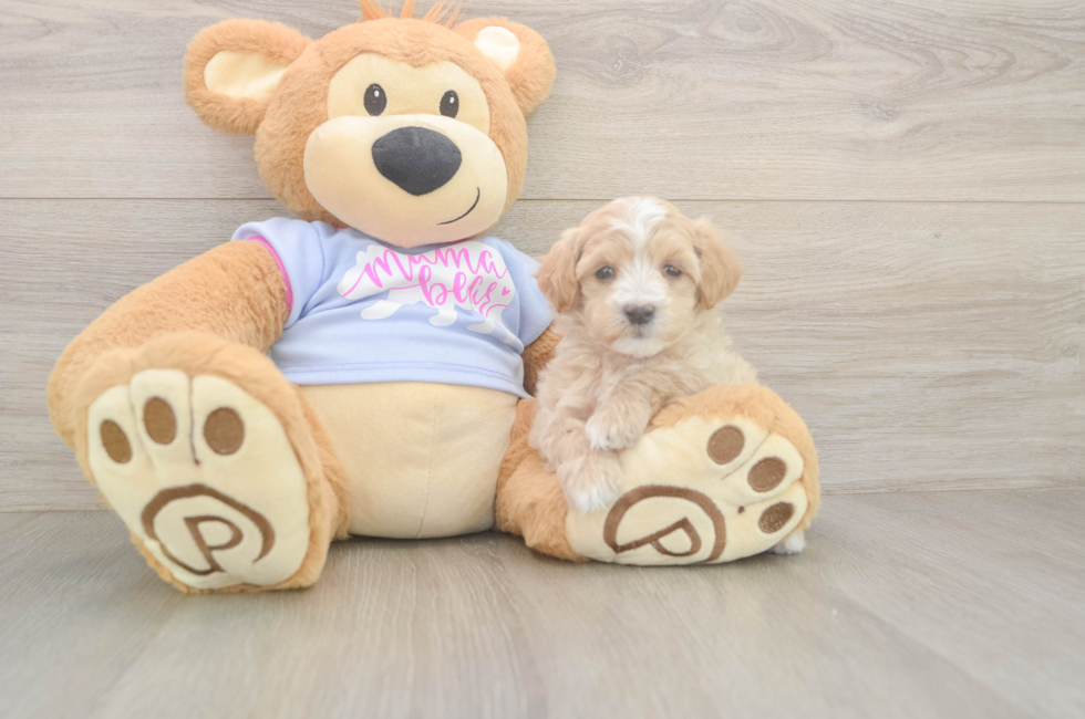 6 week old Maltipoo Puppy For Sale - Florida Fur Babies
