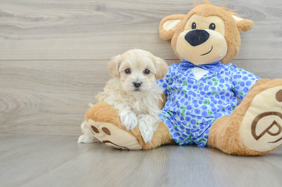 7 week old Maltipoo Puppy For Sale - Florida Fur Babies