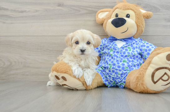 Little Multipoo Poodle Mix Puppy