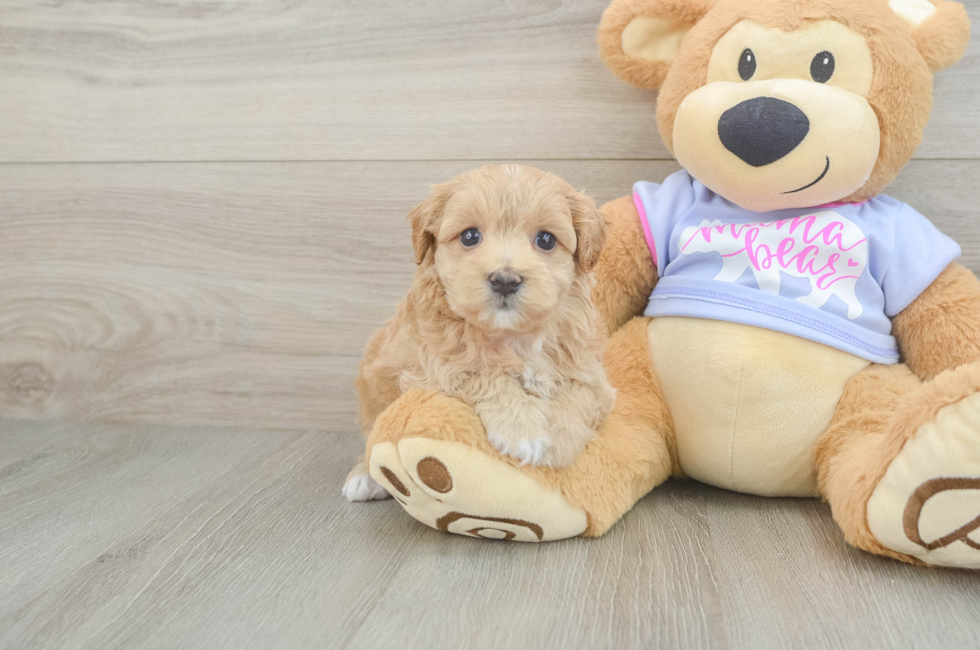 6 week old Maltipoo Puppy For Sale - Florida Fur Babies
