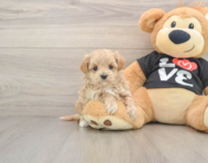7 week old Maltipoo Puppy For Sale - Florida Fur Babies