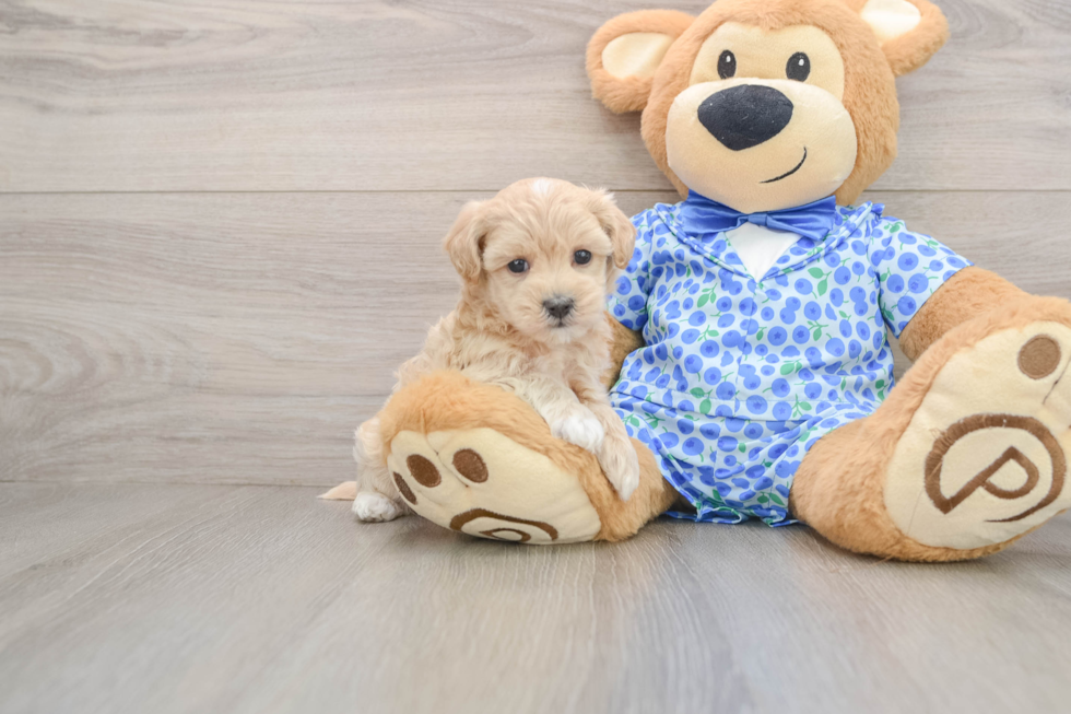 Maltipoo Puppy for Adoption