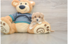 Maltipoo Puppy for Adoption