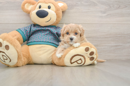 Maltipoo Puppy for Adoption