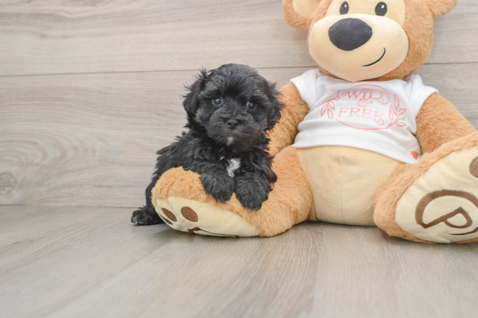 Maltipoo Pup Being Cute
