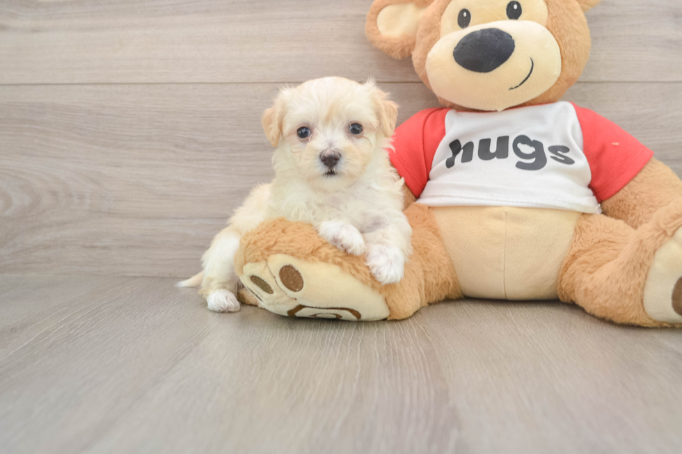 Maltipoo Pup Being Cute