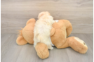 Energetic Maltidoodle Poodle Mix Puppy