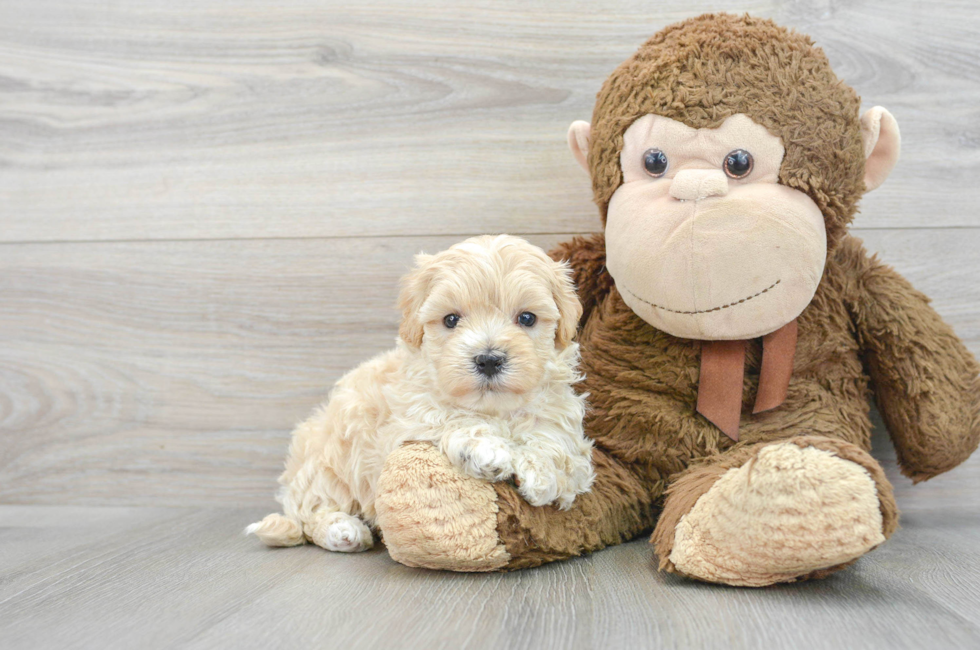 6 week old Maltipoo Puppy For Sale - Florida Fur Babies