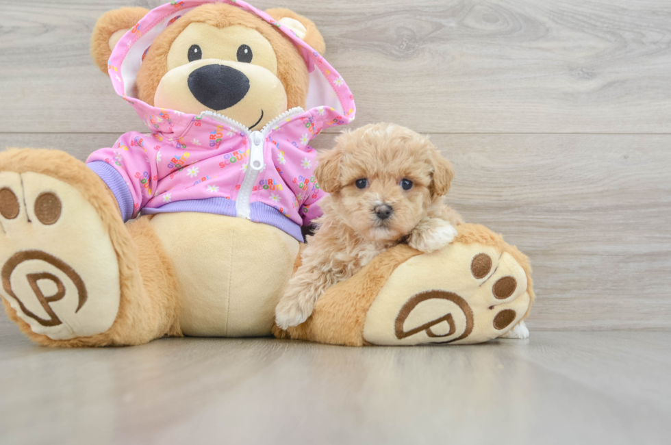 6 week old Maltipoo Puppy For Sale - Florida Fur Babies