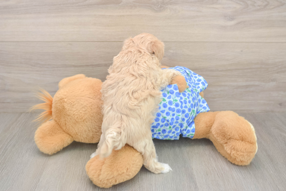 Maltipoo Puppy for Adoption