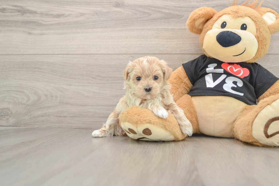 Fluffy Maltipoo Poodle Mix Pup