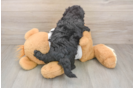 Maltipoo Puppy for Adoption