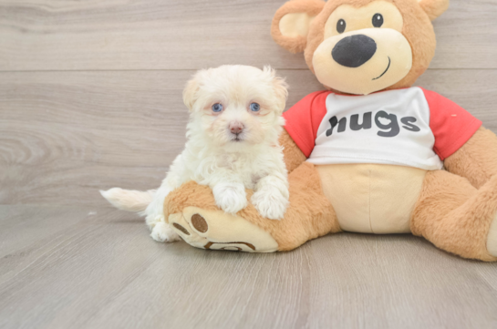Maltipoo Pup Being Cute