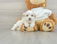 9 week old Maltipoo Puppy For Sale - Florida Fur Babies