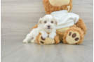 Best Maltipoo Baby