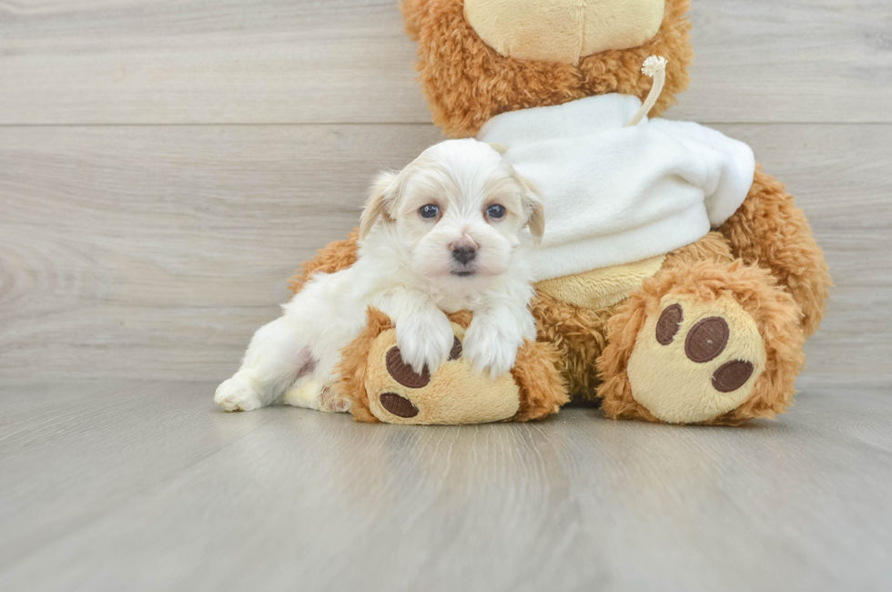 10 week old Maltipoo Puppy For Sale - Florida Fur Babies