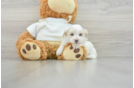 Fluffy Maltipoo Poodle Mix Pup