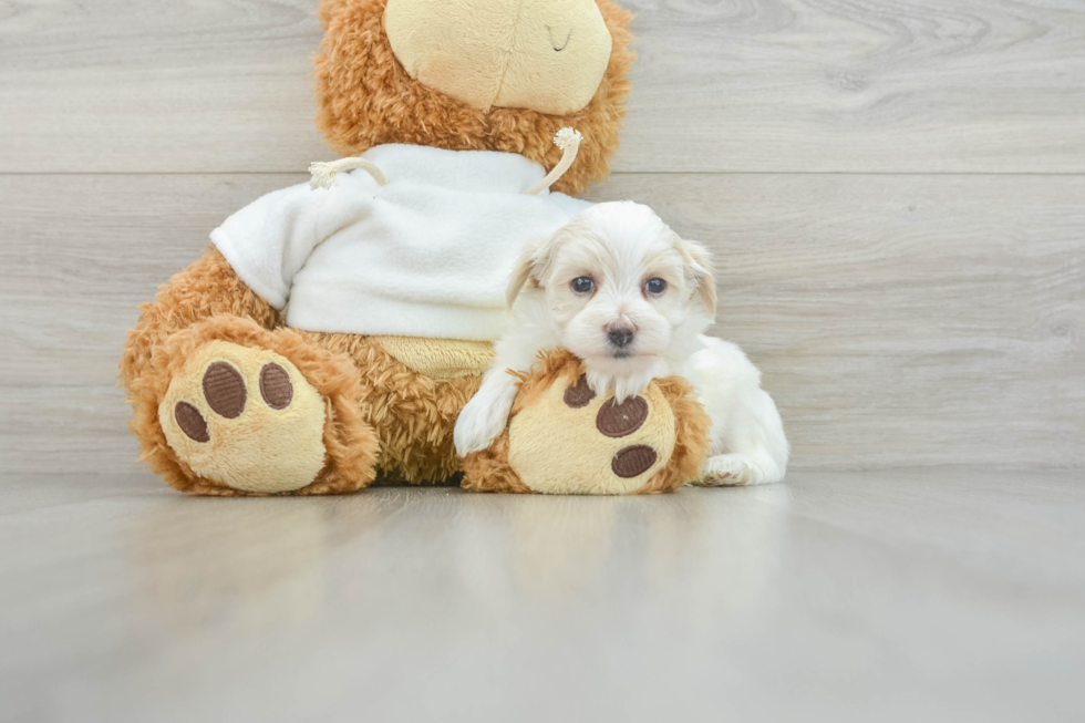 Fluffy Maltipoo Poodle Mix Pup