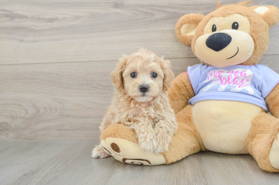 6 week old Maltipoo Puppy For Sale - Florida Fur Babies