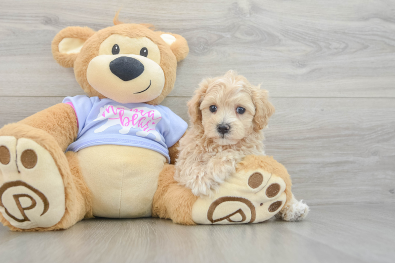 Meet Ronnie - our Maltipoo Puppy Photo 3/3 - Florida Fur Babies