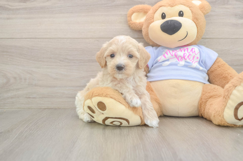 6 week old Maltipoo Puppy For Sale - Florida Fur Babies