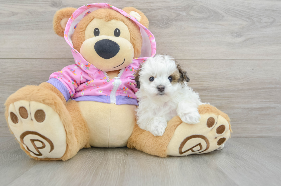 5 week old Maltipoo Puppy For Sale - Florida Fur Babies