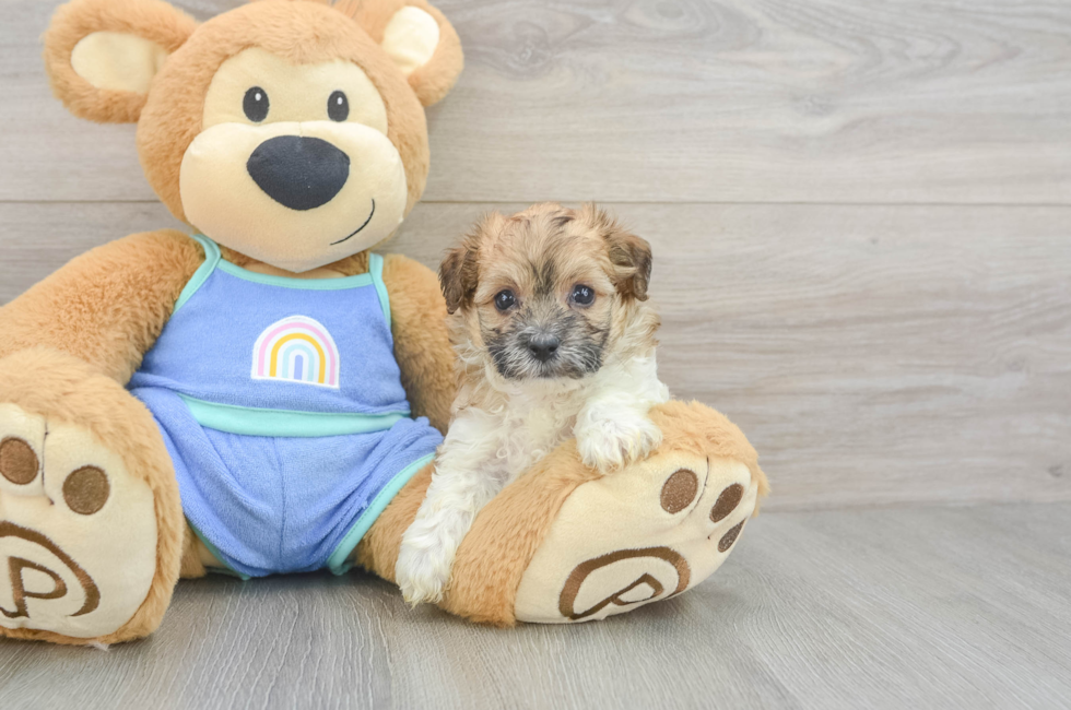 5 week old Maltipoo Puppy For Sale - Florida Fur Babies