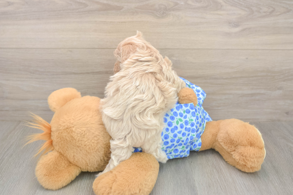 Maltipoo Puppy for Adoption