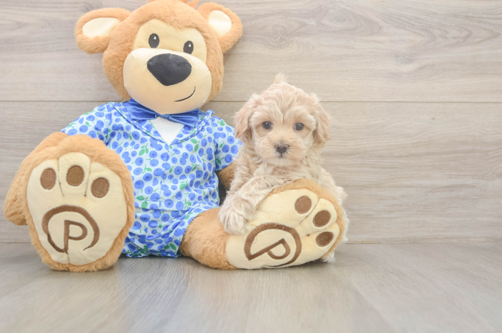 5 week old Maltipoo Puppy For Sale - Florida Fur Babies