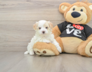 8 week old Maltipoo Puppy For Sale - Florida Fur Babies