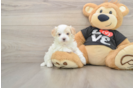 Petite Maltipoo Poodle Mix Pup