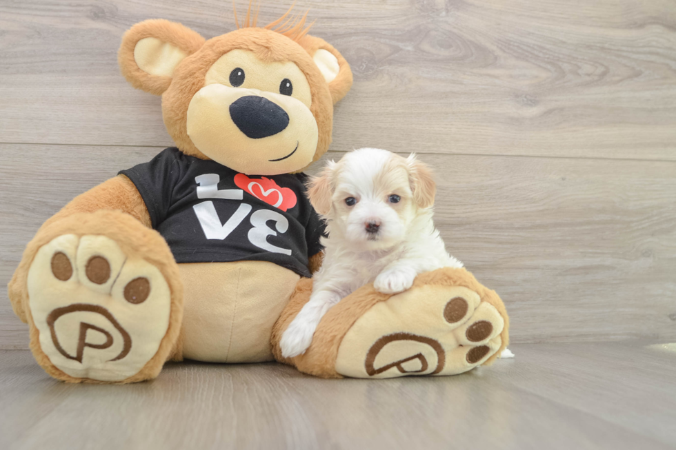 Cute Maltipoo Baby