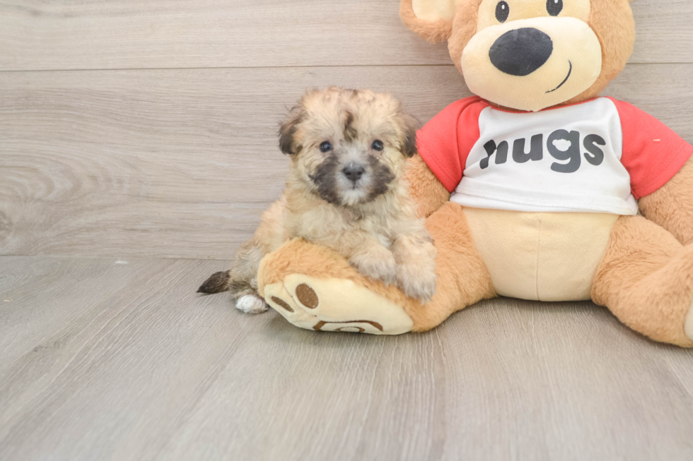 Small Maltipoo Baby