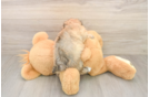 Funny Maltipoo Poodle Mix Pup