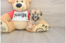 Funny Maltipoo Poodle Mix Pup