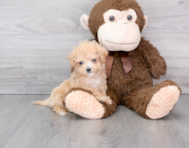 14 week old Maltipoo Puppy For Sale - Florida Fur Babies