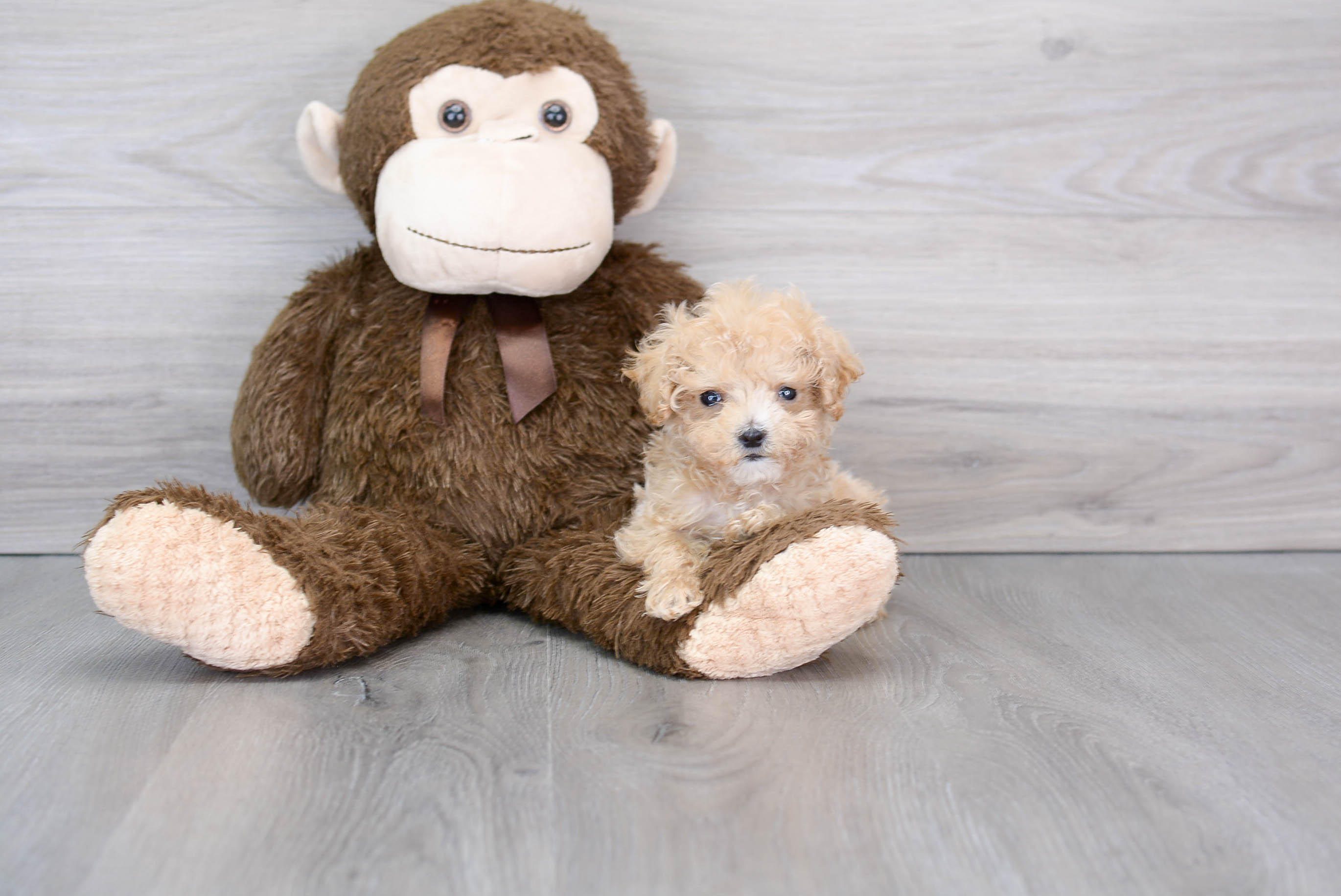 Teddy bear shop maltipoo puppies