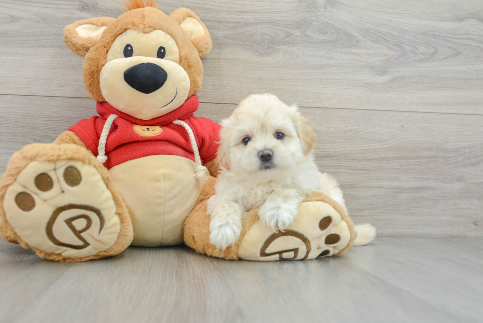 Smart Maltipoo Poodle Mix Pup