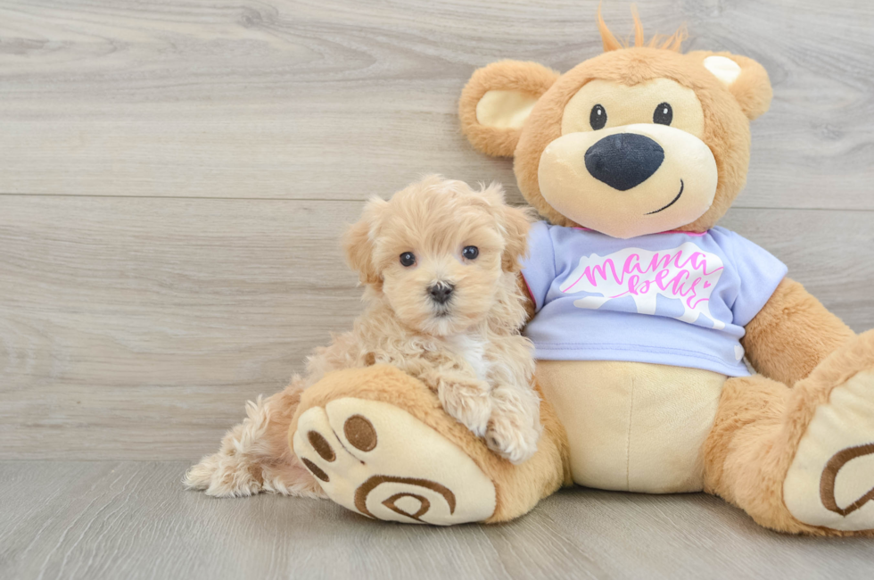 6 week old Maltipoo Puppy For Sale - Florida Fur Babies