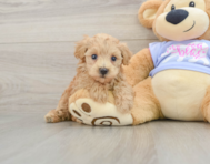 7 week old Maltipoo Puppy For Sale - Florida Fur Babies