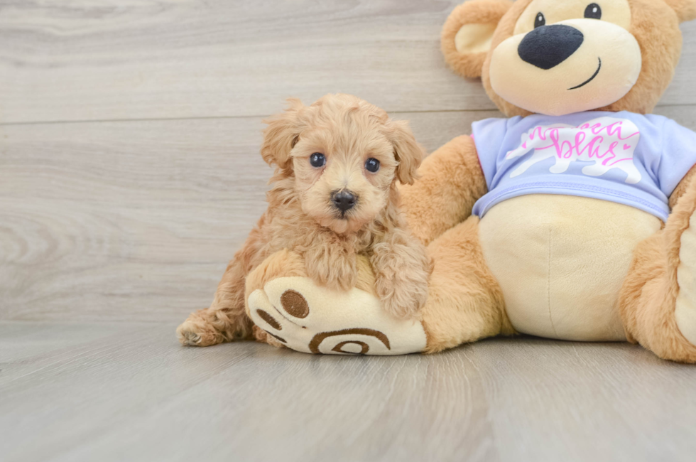 5 week old Maltipoo Puppy For Sale - Florida Fur Babies