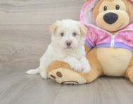 8 week old Maltipoo Puppy For Sale - Florida Fur Babies