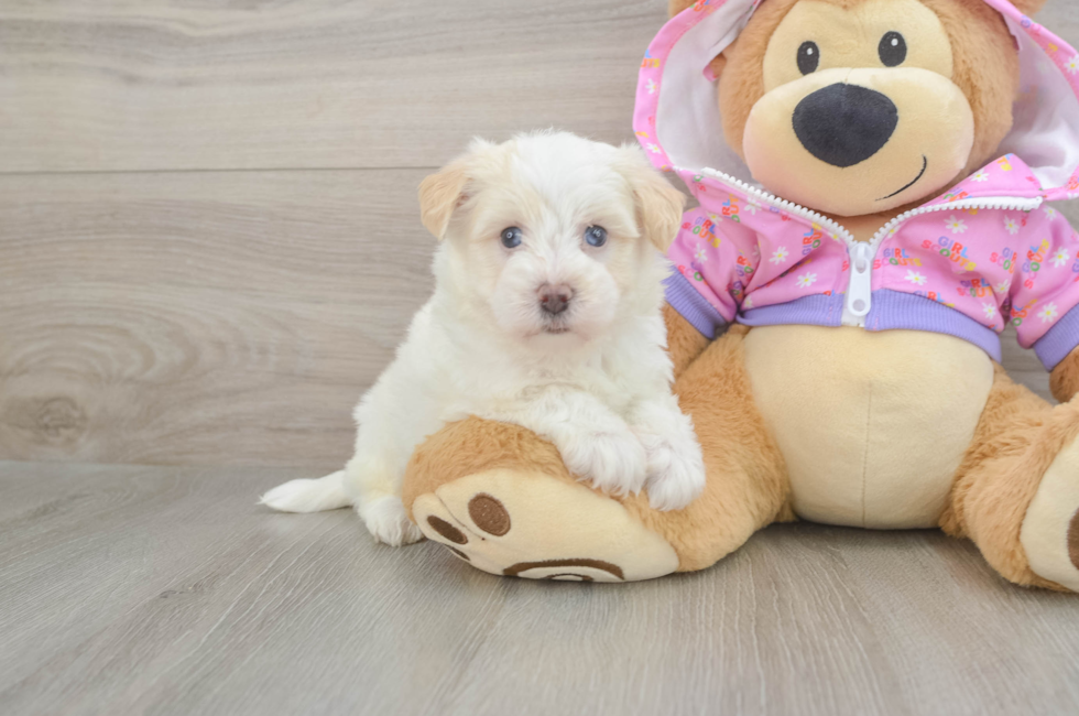 5 week old Maltipoo Puppy For Sale - Florida Fur Babies