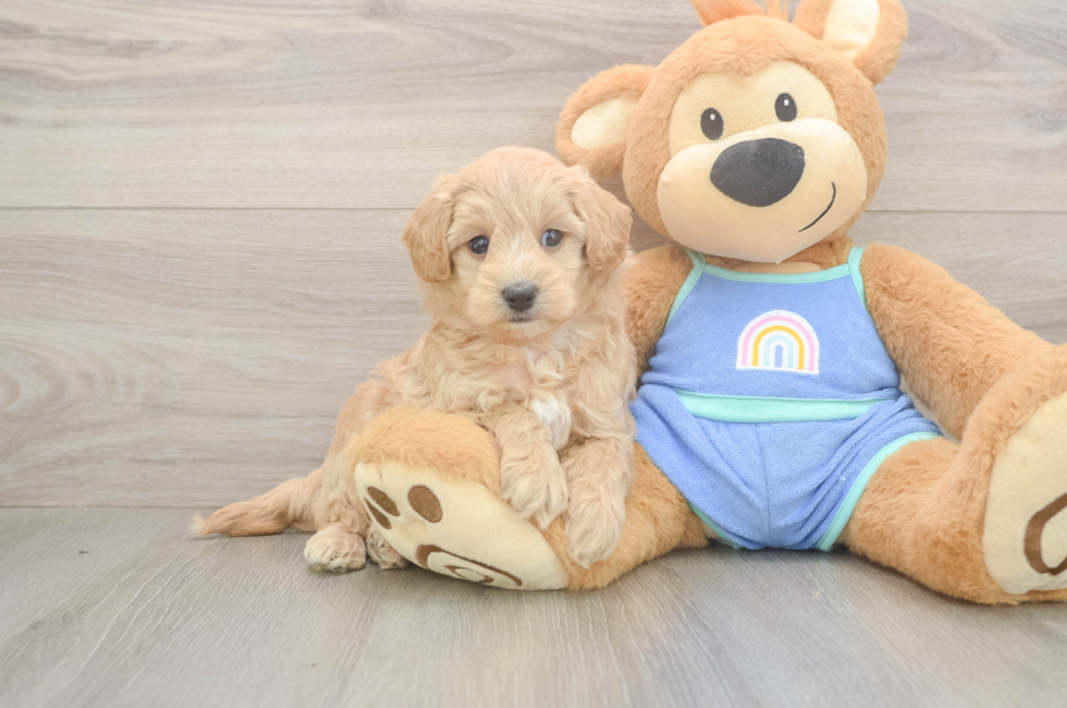 6 week old Maltipoo Puppy For Sale - Florida Fur Babies
