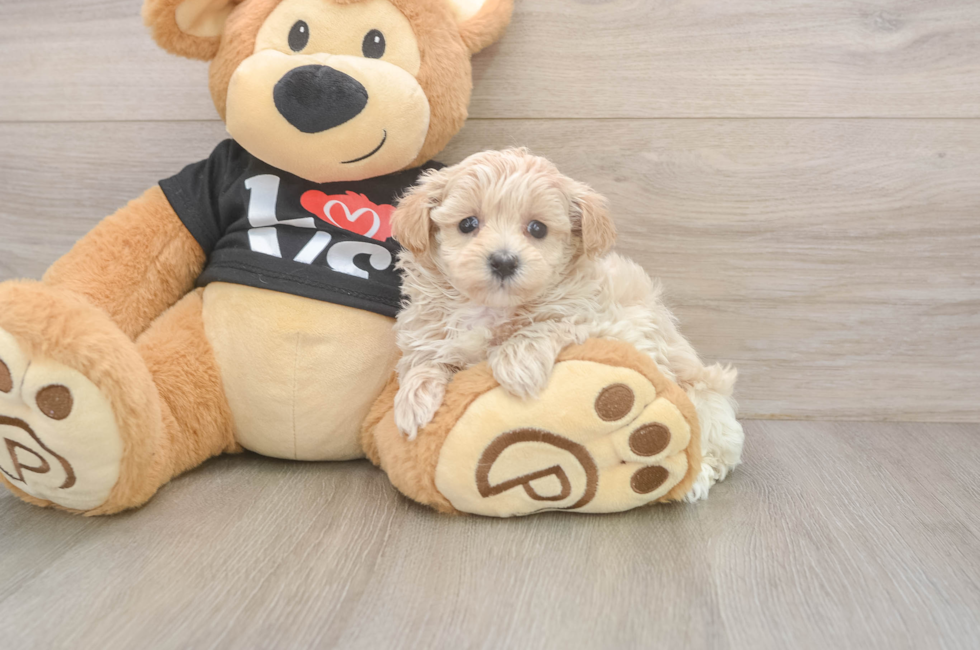 5 week old Maltipoo Puppy For Sale - Florida Fur Babies