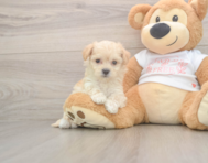 8 week old Maltipoo Puppy For Sale - Florida Fur Babies