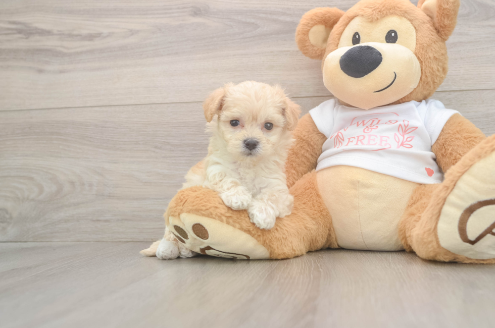 5 week old Maltipoo Puppy For Sale - Florida Fur Babies